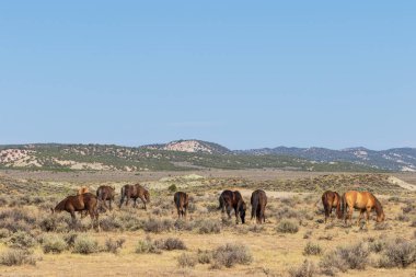 Yaz aylarında kum lavabo Colorado vahşi atları