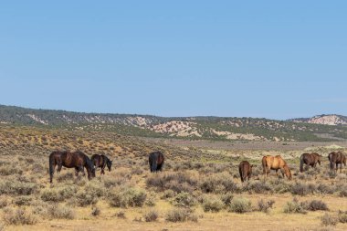 Yaz aylarında kum lavabo Colorado vahşi atları