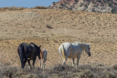 Yaz aylarında kum lavabo Colorado vahşi atları