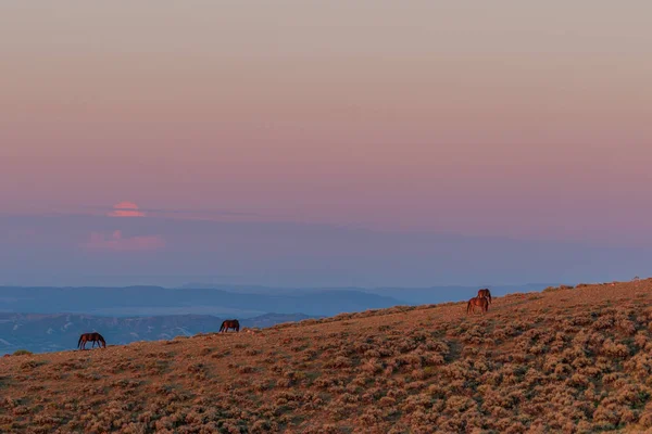 Divocí Koně Písku Umyvadlo Colorado Létě — Stock fotografie