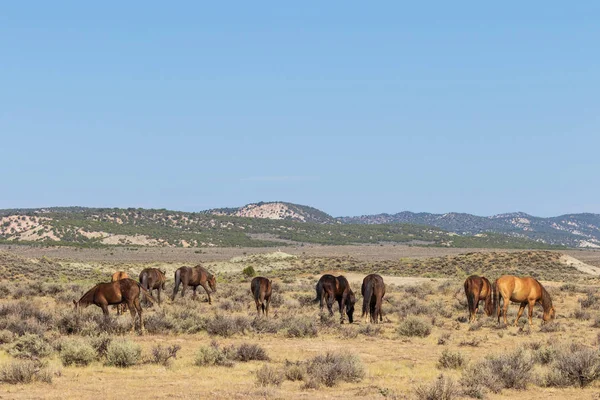 Divocí Koně Písku Umyvadlo Colorado Létě — Stock fotografie