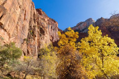 Zion national park Utah sonbaharda doğal peyzaj