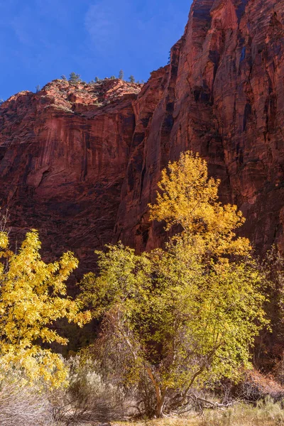 Paysage Pittoresque Parc National Sion Utah Automne — Photo