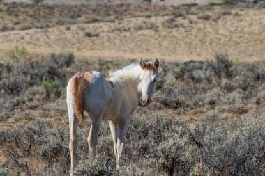 çölde bir sevimli vahşi at tayı