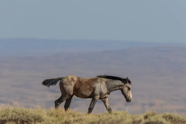 Cute Wild Horse Foal Desert — Stock Photo, Image