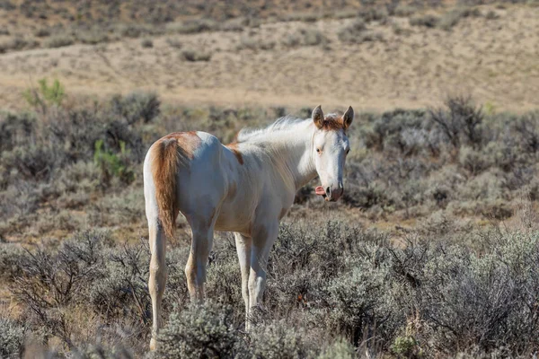 çölde bir sevimli vahşi at tayı
