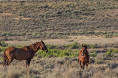 vahşi at kısrak ve yaz aylarında Colorado yüksek çölde tayı