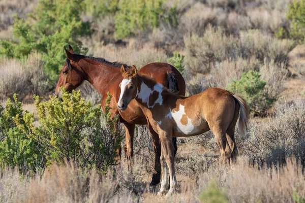 Dziki Koń Mare Źrebię Pustyni Wysokiej Colorado Lecie — Zdjęcie stockowe