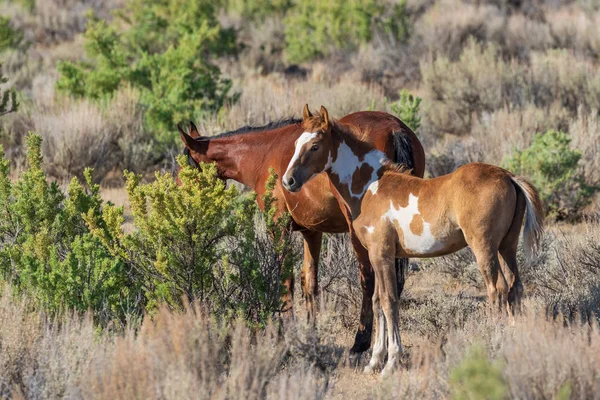 Dziki Koń Mare Źrebię Pustyni Wysokiej Colorado Lecie — Zdjęcie stockowe