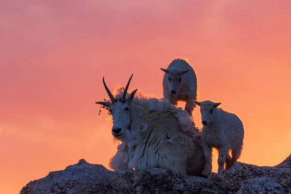 Uma Montanha Cabra Babá Crianças Por Sol — Fotografia de Stock