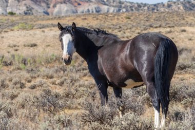 Yaz aylarında Colorado yüksek çölde vahşi bir at