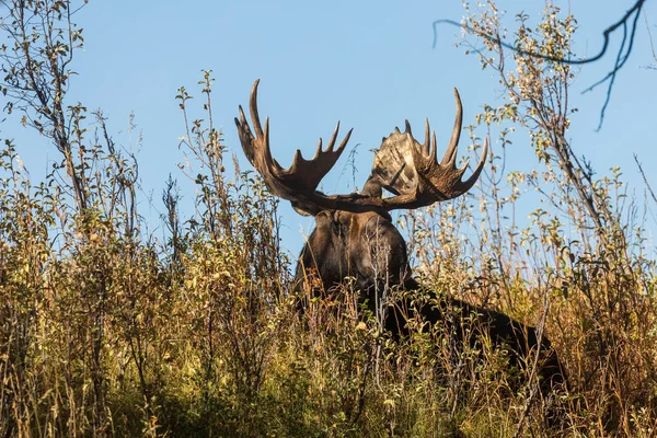 Alce Shiras Touro Durante Rotina Outono Wyoming — Fotografia de Stock