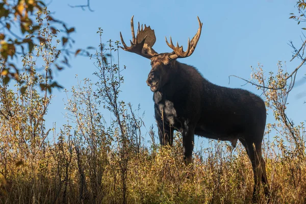 Bull Shiras Moose Fall Rut Wyoming — Stock Photo, Image
