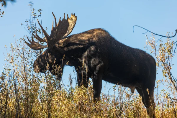 Wyoming Deki Sonbahar Monotonluğu Sırasında Bir Boğa Shiras Geyiği — Stok fotoğraf