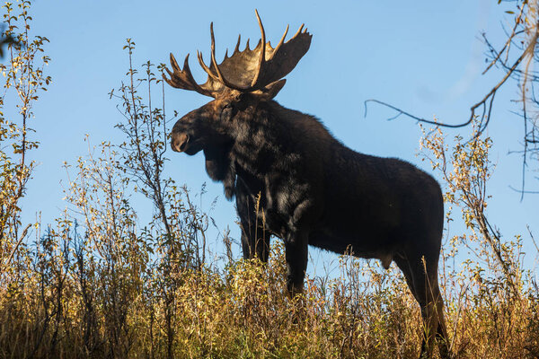 a bull shiras moose during the fall rut in Wyoming