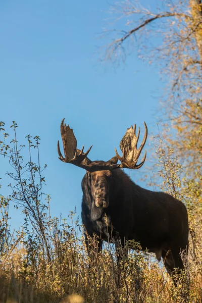 Orignal Taureau Shiras Pendant Ornière Automne Dans Wyoming — Photo