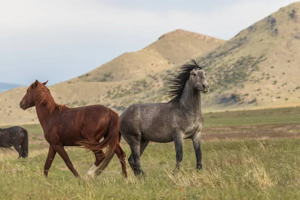 Cavalos Selvagens Deserto Utah Verão — Fotografia de Stock