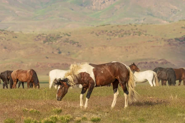 stock image wild horses in the Utah desert in summer