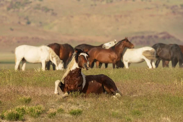 Wild Horses Utah Desert Summer — Stock Photo, Image