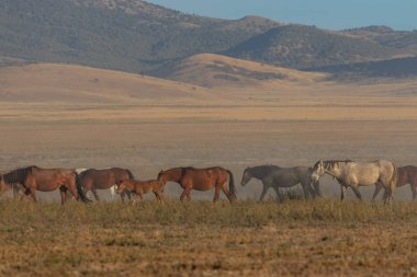 Utah çölünde vahşi bir at sürüsü.