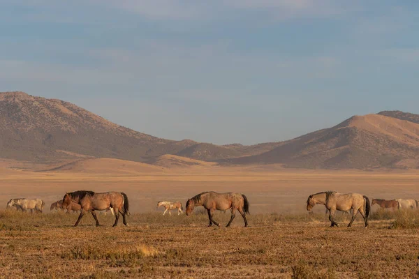 Una Manada Caballos Salvajes Desierto Utah — Foto de Stock