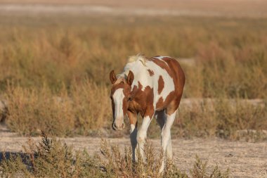Utah çölünde güzel vahşi bir at.