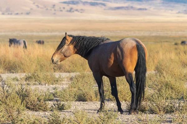 Piękny Dziki Koń Pustyni Utah — Zdjęcie stockowe