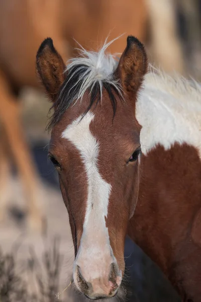 Een Prachtig Wild Paard Utah Woestijn — Stockfoto