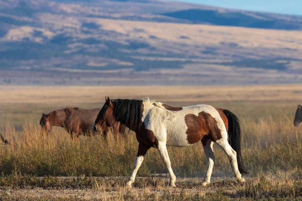 Beautiful Wild Horse Utah Desert — Stock Photo, Image