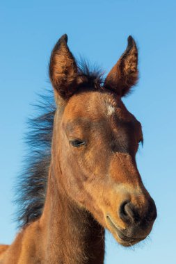 Utah güzel vahşi bir at portresi yakından