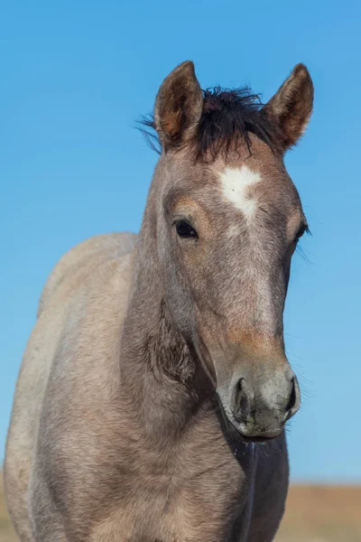 Een Close Portret Van Een Mooi Wild Paard Utah — Stockfoto