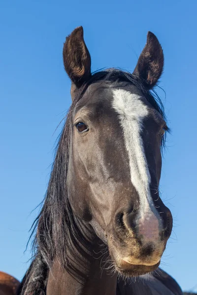 Retrato Perto Belo Cavalo Selvagem Utah — Fotografia de Stock