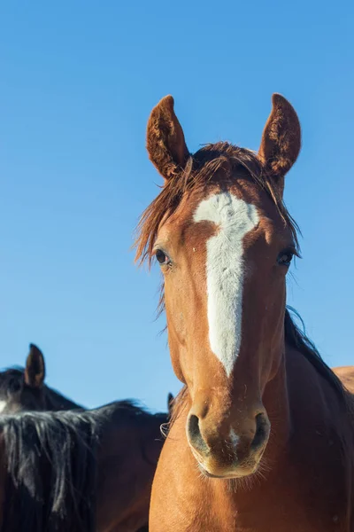 Retrato Cerca Hermoso Caballo Salvaje Utah — Foto de Stock