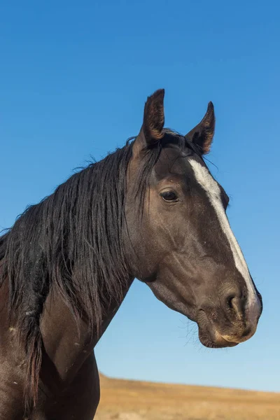 Een Close Portret Van Een Mooi Wild Paard Utah — Stockfoto