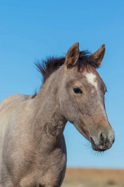 Close Portrait Beautiful Wild Horse Utah — Stock Photo, Image