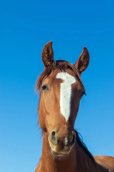 Bliska Portret Pięknej Dzikiego Konia Utah — Zdjęcie stockowe