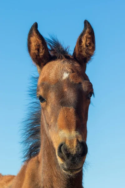 ユタ州の美しい野生の馬の肖像画に近い — ストック写真