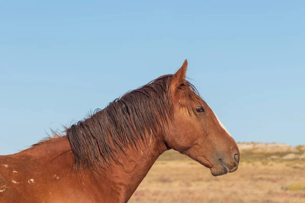 Retrato Cerca Hermoso Caballo Salvaje Utah — Foto de Stock