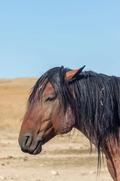 Close Portrait Beautiful Wild Horse Utah — Stock Photo, Image