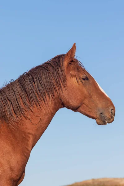 Retrato Perto Belo Cavalo Selvagem Utah — Fotografia de Stock