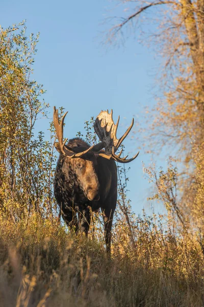 Toro Shiras Alce Durante Caída Rut Wyoming —  Fotos de Stock