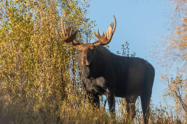 Een Stier Shiras Eland Tijdens Herfst Bronst Wyoming — Stockfoto