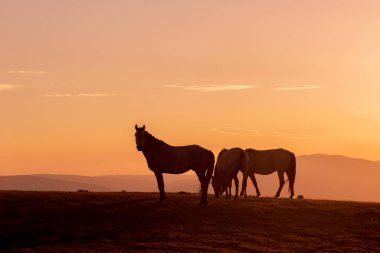 gün batımında Colorado yüksek çölde vahşi atlar