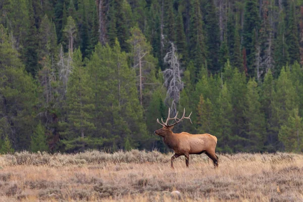 Býk Wyomingu Během Podzimu — Stock fotografie