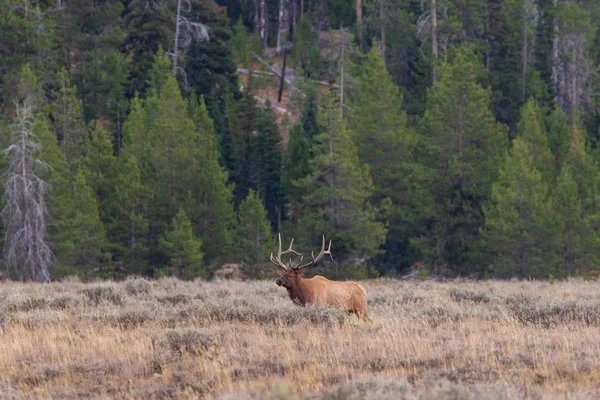 秋のラット中にワイオミング州で雄牛の群れが — ストック写真
