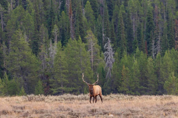 Wapiti Taureau Dans Wyoming Pendant Ornière Automne — Photo