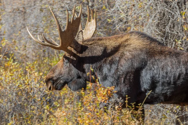 Een Stier Shiras Eland Tijdens Herfst Bronst Wyoming — Stockfoto