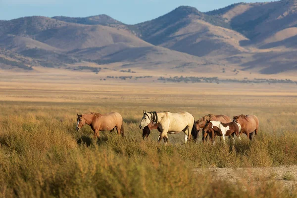 Utah çölünde vahşi atlar