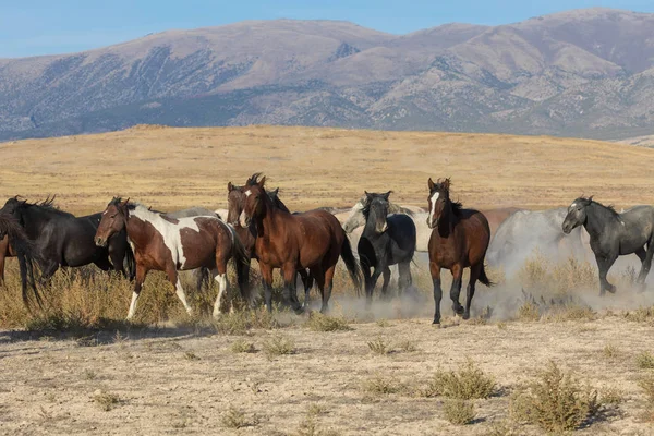 Cavalli Selvatici Nel Deserto Dello Utah — Foto Stock