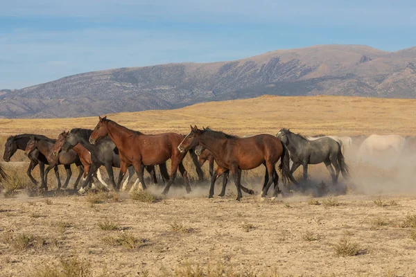 Divoké Koně Poušti Utah — Stock fotografie